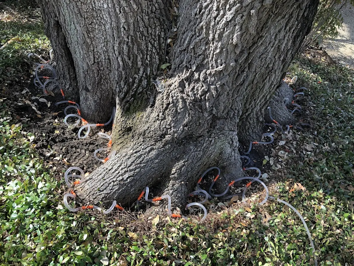 Detailed Tree Cabling and Bracing job site in East Wakefield