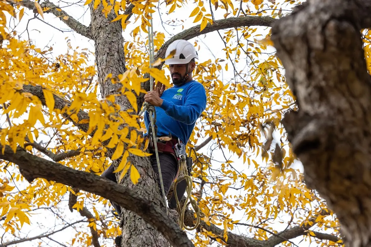 Skilled Tree Transplanting crew working in East Wakefield